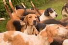 English Foxhound Breed Information - Vetstreet