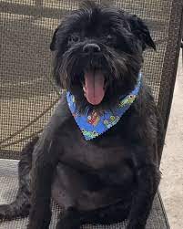 Wifflegif has the awesome gifs on the internets. Little Fat Dog Gifs Get The Best Gif On Giphy