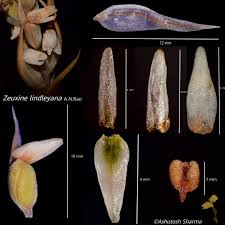 Image result for Zeuxine elongata