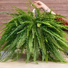 Boston fern (Nephrolepis exaltata 'Bostoniensis') - PictureThis