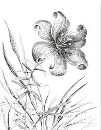 Flower Prints Floral Artwork Tiger Lily Plant Sketches Lilies Drawing Flower Drawing