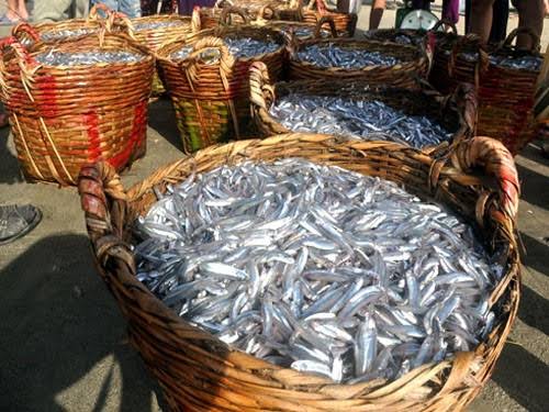 Làng nghề nước mắm Phú Yên – Hương vị trăm năm của xứ Nẫu (Xã Tuy An Nam, tỉnh Đắk Lắk)