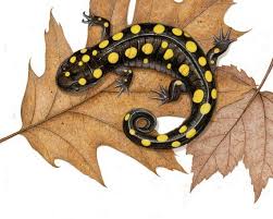 Spotted Salamander 8 X 10 Inch Print By Matt Patterson Etsy Salamander Art Studios Amphibians