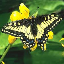 Black And White Butterfly Spiritual Meaning The Yellow Butterfly Signifies Happiness Strength And Hope Through Adversity Overcoming Challeng Yellow Butterfly Yellow Butterfly Meaning Butterfly Pictures