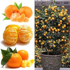 The new type has been improved and developed according to container culture. Quanjucheer 50pcs Orange Citrus Balcony Garden Potted Fruit Tree Planting Kumquat Seed Orange Seed Potted Fruit Tree Orange Seeds 50pcs Buy Online In Bosnia And Herzegovina At Bosnia Desertcart Com Productid 194619786