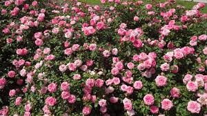 Available in a range of bold colors, these compact roses are sweet drift® has very full, pink flowers, which form in clusters, making for a romantic. Drift Roses Offer Smaller Plants Great Blooms