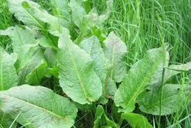 Unwanted plants can bring a serious threat to british backyards when we fail to manage and discard them properly. Identify Garden Weeds Novocom Top