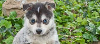 We did not find results for: Buying A Husky Naughty Husky