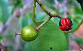 Image result for Maprounea