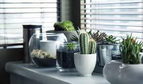 Cacti, cactuses, or cactus) is a member of the plant family cactaceae within the order caryophyllales. How To Water Cactus And Succulents Correctly Clean Air Gardening