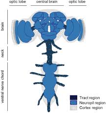 Maybe you would like to learn more about one of these? Application Of Multicolor Flpout Technique To Study High Resolution Single Cell Morphologies And Cell Interactions Of Glia In Drosophila Protocol