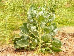 Get the seeds of dwarf brussels sprout varieties for containers. Help Needed Growing Brussels Sprouts