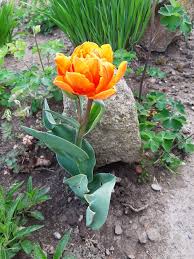 Pin On Kvety Flowers