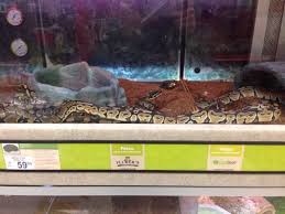 Although they aren't currently the most popular choice of pet, more and more reptile enthusiasts are becoming interested in raising a hognose snake. Here S Why You Shouldn T Ever Buy Snakes From Petco