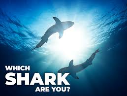 Rounds 1 and 4 had miscellaneous shark questions. It S Shark Week Find Out What Type Of Shark Are You