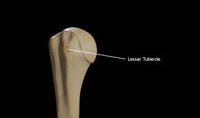 Lesser Tubercle Wikipedia Despite the temptation to control as many factors as possible, avoid choosing an excessive number define with care. lesser tubercle wikipedia