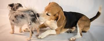 Hunde läufig zyklus hündin standhitze periode bei hunden geschlechtsreife hund läufiger hund läufigkeitshose hündin hose für läufige hündin läufigkeit hündin alter #läufigkeit bei hündinnen. Die Unkastrierte Hundin Das Unbekannte Wesen Schweizer Hunde Magazin