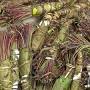 Profile Picture of Khat - DEA.gov (@dea.gov) on Google