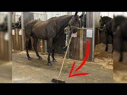 Horses Are Much More Funny Than Cats Funny Horse Videos 2018 Youtube Funny Horse Videos Horse Videos Funny Horses