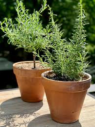 Image result for rosemary container