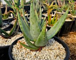 Image result for Aloe cannellii