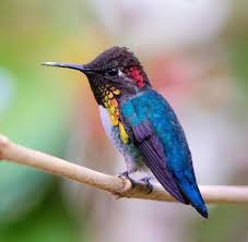 19 Wissenswertes Uber Kolibris Vogel Fotos Vogel Als Haustiere Exotische Vogel