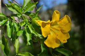 Image result for Dolichandra unguis-cati