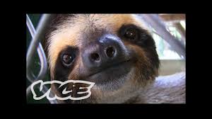 5 information about sloth's habitat. Baby Sloth Sanctuary In Costa Rica The Cute Show Youtube