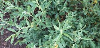 Image result for Atriplex