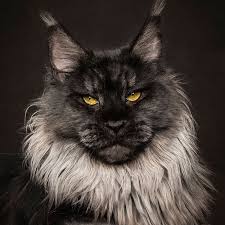 Black And White Maine Coon Cats For Sale Pin On Cats
