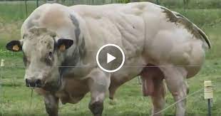 We did not find results for: Cel Mai Mare Taur Din Istorie Tauri Record Cel Mai Mare Taur Din Lume ProducÄƒtor Super Mare Cel Mai Mare Taur