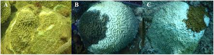 Hours may change under current circumstances Frontiers Microbial Community Shifts Associated With The Ongoing Stony Coral Tissue Loss Disease Outbreak On The Florida Reef Tract Microbiology