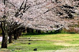 There are around 90 weeping cherry trees in washington. Cascading Cherry Trees At Takeda Sakai Fukui Japan Travel