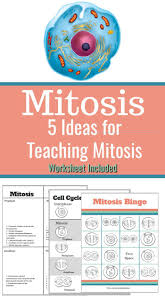 Cell division worksheets animal cell cycle best biologie from the cell cycle worksheet answer key , source: Fun Ways To Teach Mitosis Middle School And High School Ideas Biology Activity Biology Classroom Biology Lessons