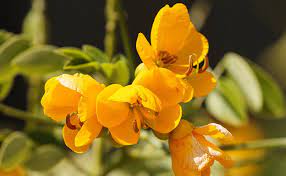 Gros arbuste d'une hauteur et d'un ø de 3 m, sa floraison jaune est discrète et plus longue en février mars ne craint pas le gel, suivis par des fruits. Sene Cassia Syn Senna Arbuste Frileux Aux Fleurs Jaunes Plantation Culture