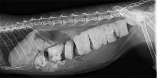 Becker on symptoms and causes of cholangiohepatitis. Megacolon Can Be Curable When Handled The Right Way