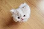 Top 7 Smallest Cat Breeds | Choosing The Right Cat For You ...