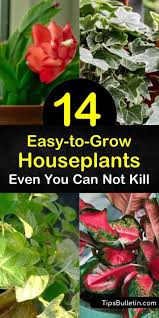 The soil mine was planted in was pulling away from the sides of the grow pot and just looked old. 14 Easy To Grow Houseplants Even You Can Not Kill