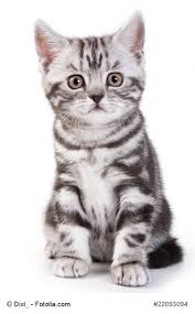 Britische Kurzhaar Langhaarkatze Rasseportrait Markt De Britisch Kurzhaar Bkh Katzen Katzen Rassen