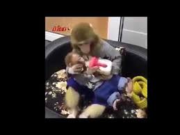 قرد يرضع قرد صغير آخر نهفة