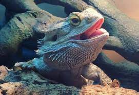 Getting A Lizard 8 Reasons Lizards Make The Best Pets At Home Metro News