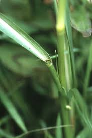 Image result for Sporobolus africanus