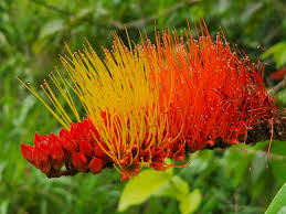 Image result for Combretum fuscum