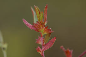 Image result for Acalypha segetalis