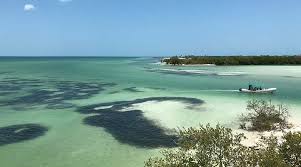 Image result for Cocos