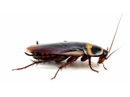 Maybe you would like to learn more about one of these? Cafards Blattes Nid Danger Pourquoi Et Comment S En Debarrasser