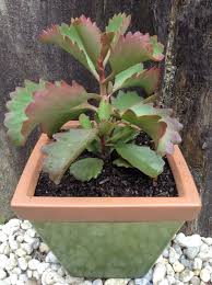 Image result for Kalanchoe brachyloba