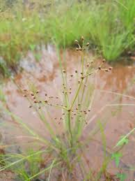 Image result for Fimbristylis