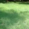 Ensuring precision with your watering amounts means your grass will grow stronger, developing roots and staying healthy all year long. Https Encrypted Tbn0 Gstatic Com Images Q Tbn And9gcrlztmzn8c Kl3el 6ipywy9acxfrtfa0ivhqw5y6o8prvdcdab Usqp Cau