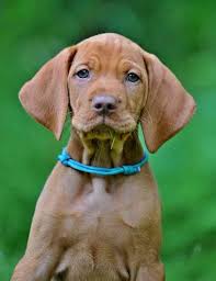 Image result for maďarský krátkosrstý ohař